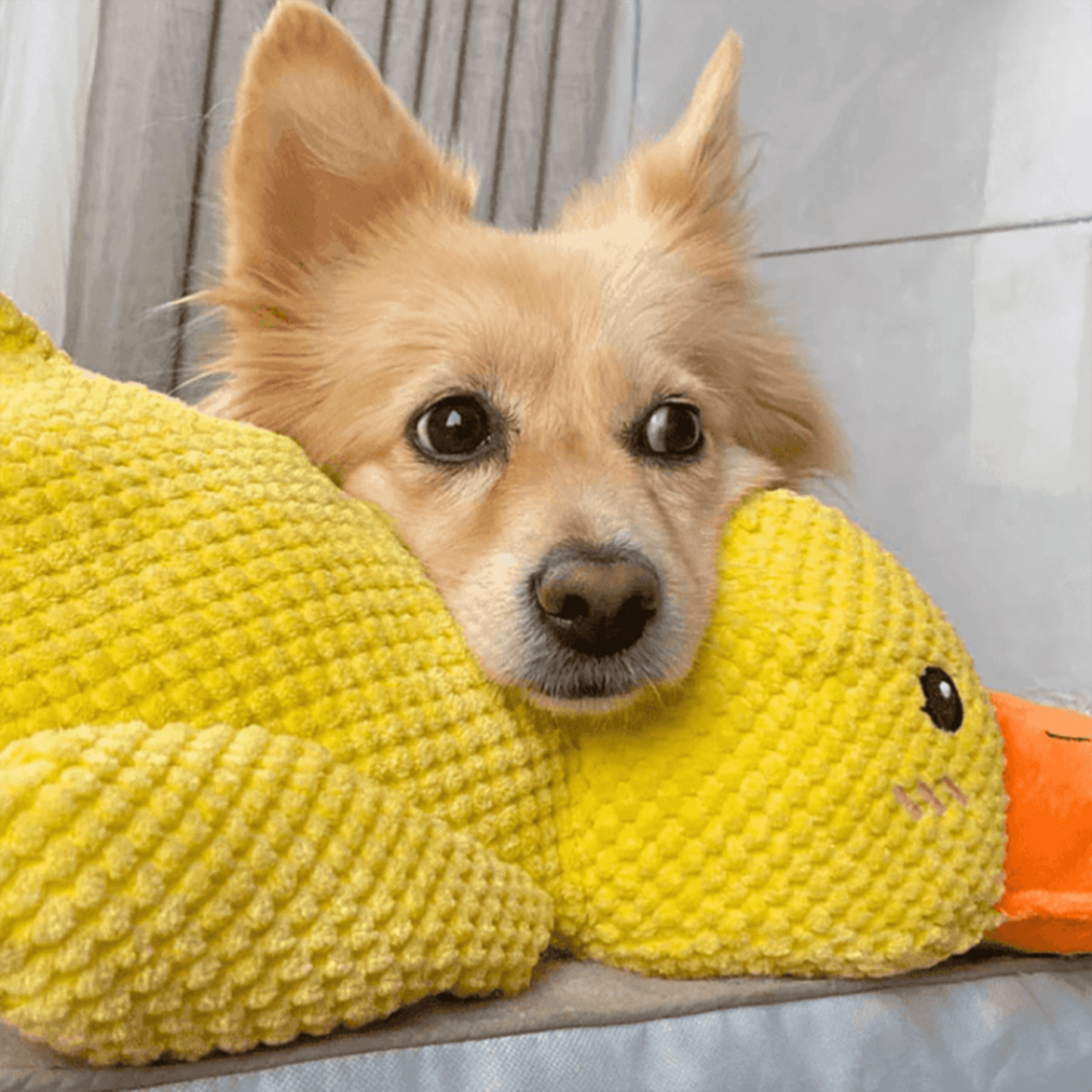 🐾 DoggieQuackPal™ – Sjov og blød ven til din hund