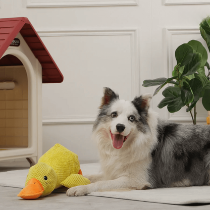 🐾 DoggieQuackPal™ – Sjov og blød ven til din hund
