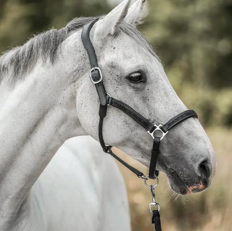 24HorseDays™ – Julens nedtælling for ægte hesteelskere