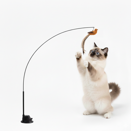 Purrbue – Aktiverer din kat på ingen tid
