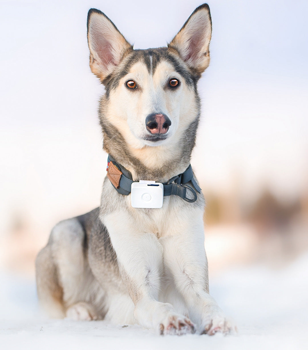 Lildog GPS-tracker